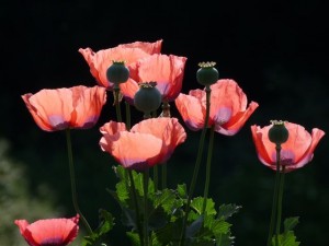 Mohnblumen